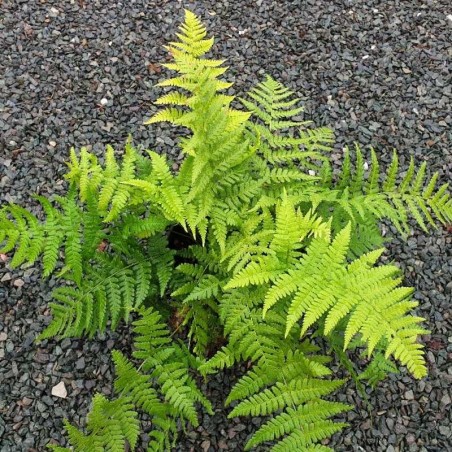 Dryopteris stewartii - leaves in summer