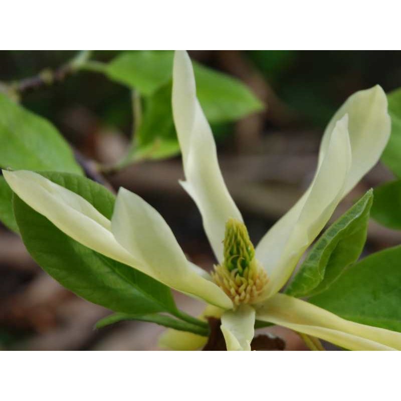 Magnolia x 'Butterflies' - spring flowers