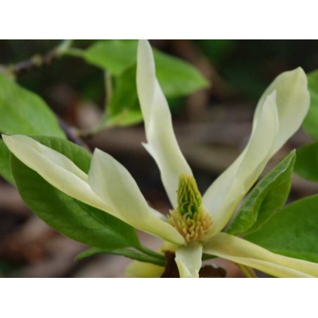 Magnolia x 'Butterflies' - spring flowers Magnolia x 'Butterflies' - spring flowers