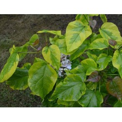 Catalpa bignonioides 'Variegata'