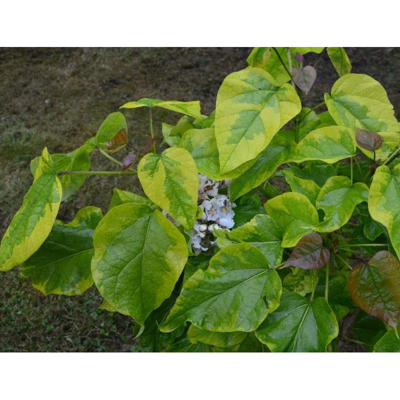 Catalpa bignonioides 'Variegata'