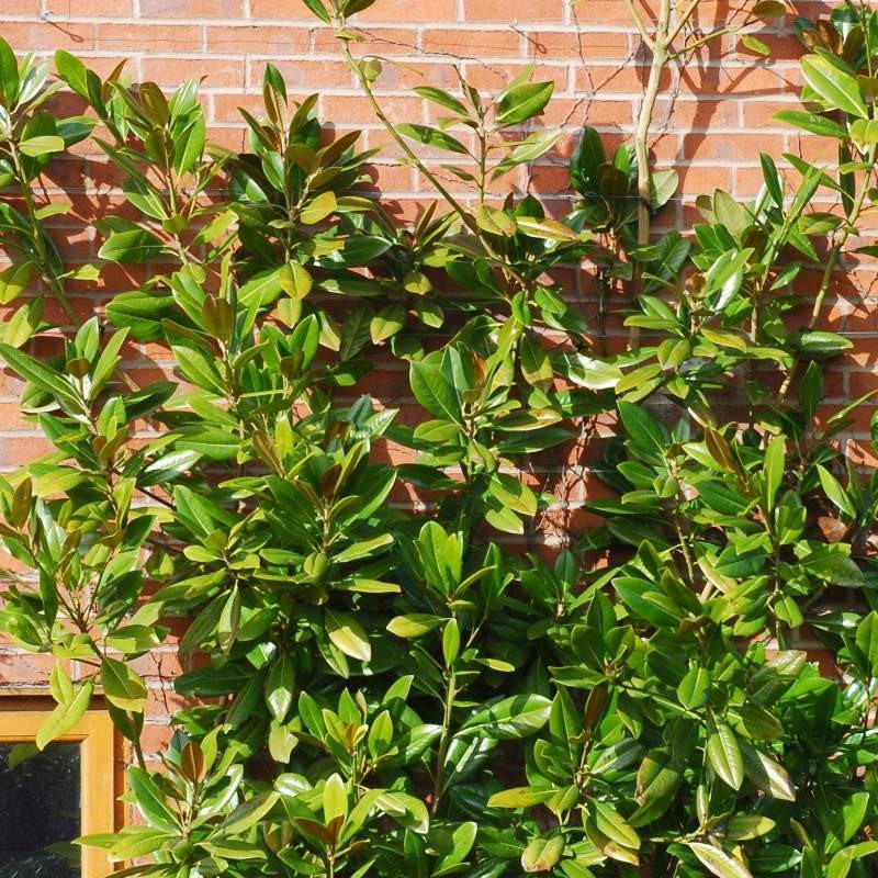 Magnolia grandiflora