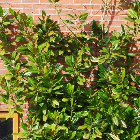 Magnolia grandiflora