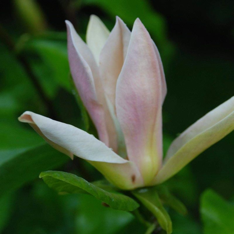 Magnolia × brooklynensis 'Evamaria' Magnolia × brooklynensis 'Evamaria'
