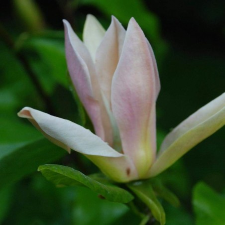 Magnolia × brooklynensis 'Evamaria' Magnolia × brooklynensis 'Evamaria'