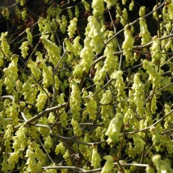 Corylopsis spicata