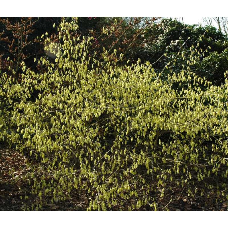 Corylopsis spicata Corylopsis spicata