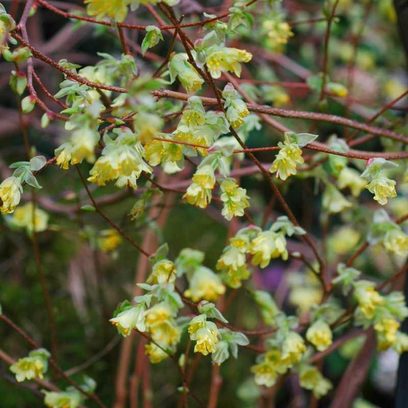 Corylopsis pauciflora