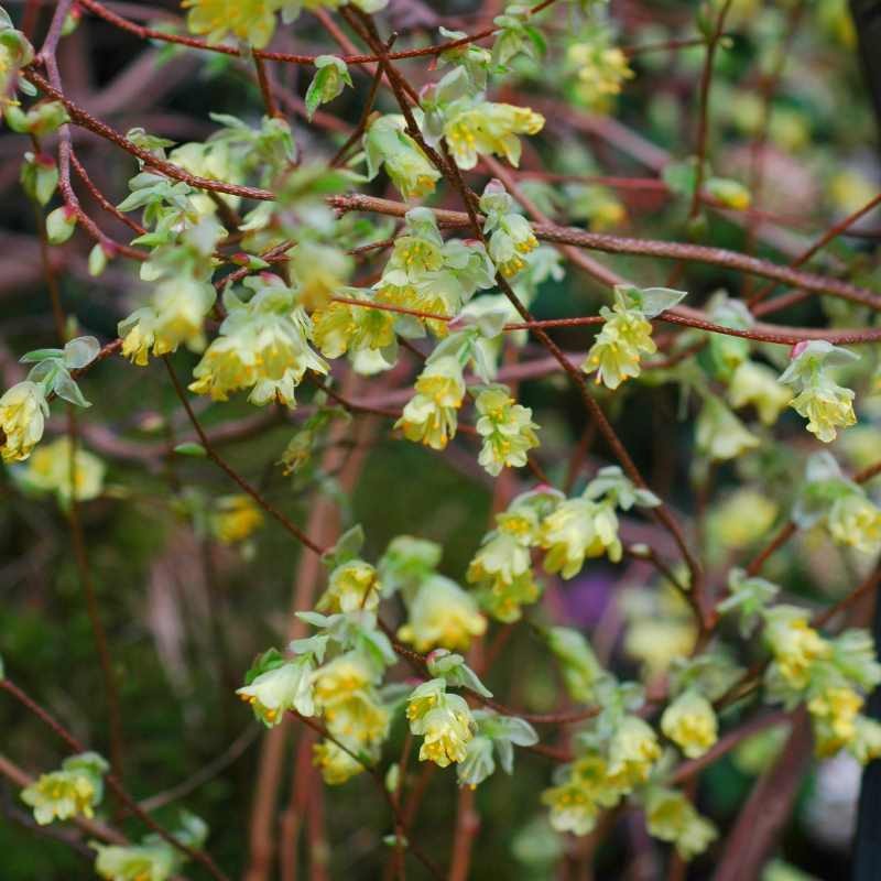 Corylopsis pauciflora Corylopsis pauciflora
