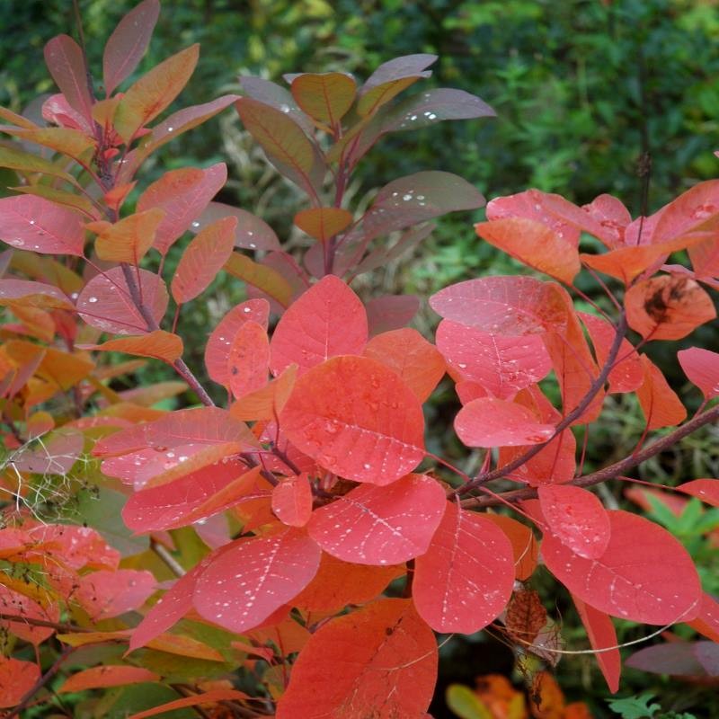 Cotinus 'Grace' - autumn colour