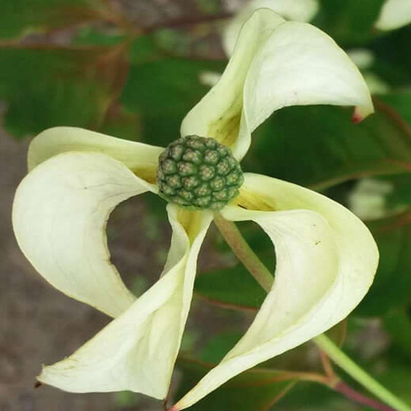 Cornus kousa 'Couronne'