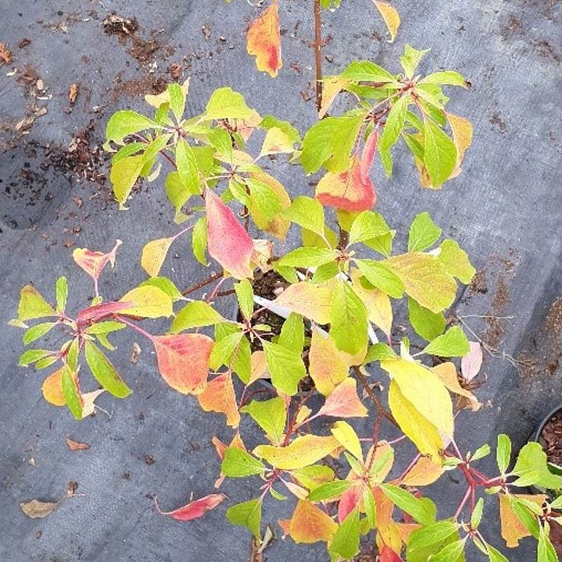 Cornus controversa 'Laska' - autumn colour starting in late September Cornus controversa 'Laska' - autumn colour starting in late September