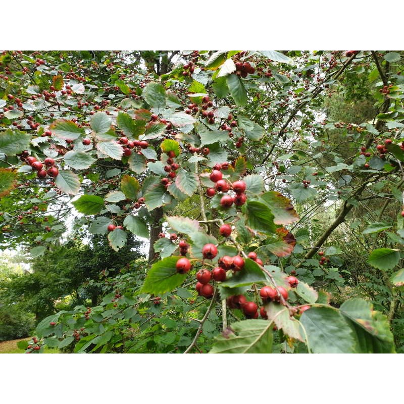 Crataegus durobrivensis