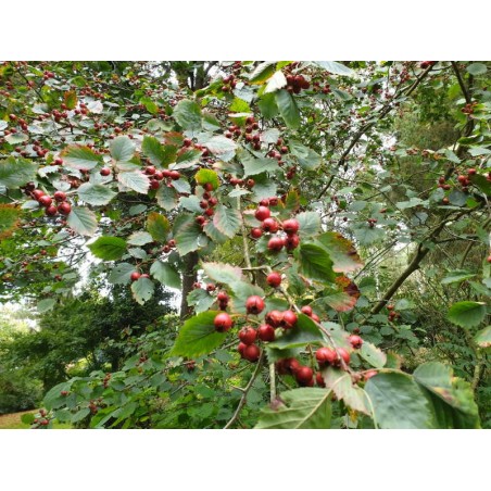 Crataegus durobrivensis Crataegus durobrivensis