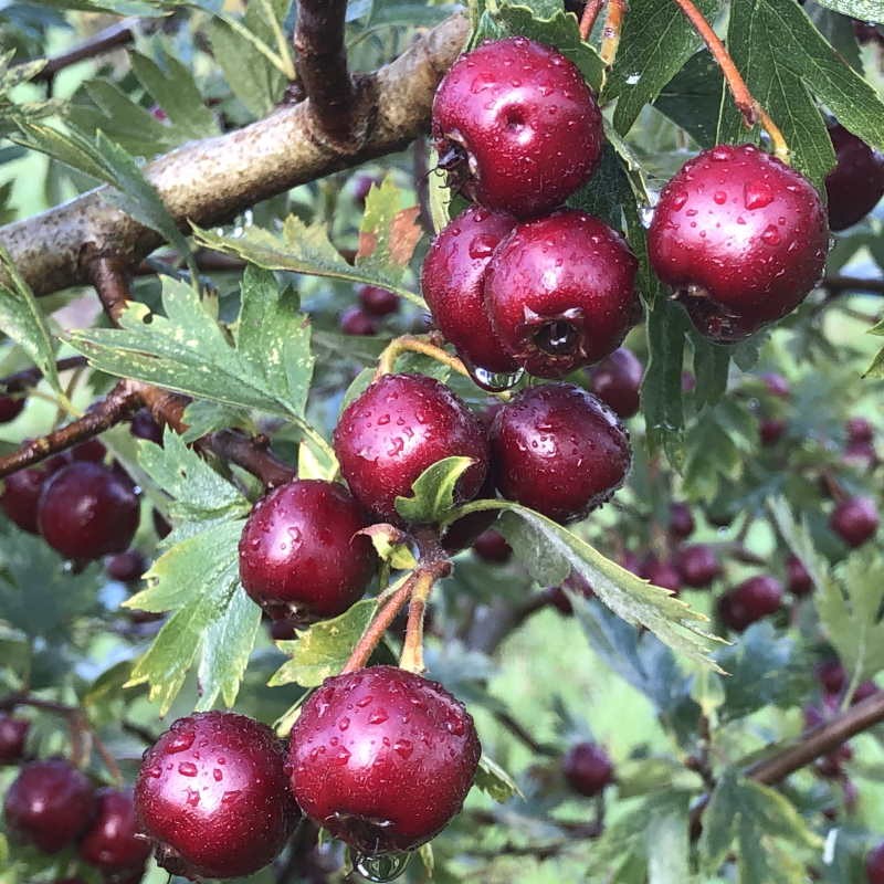 Crataegus schraderiana - purple berries in early autumn