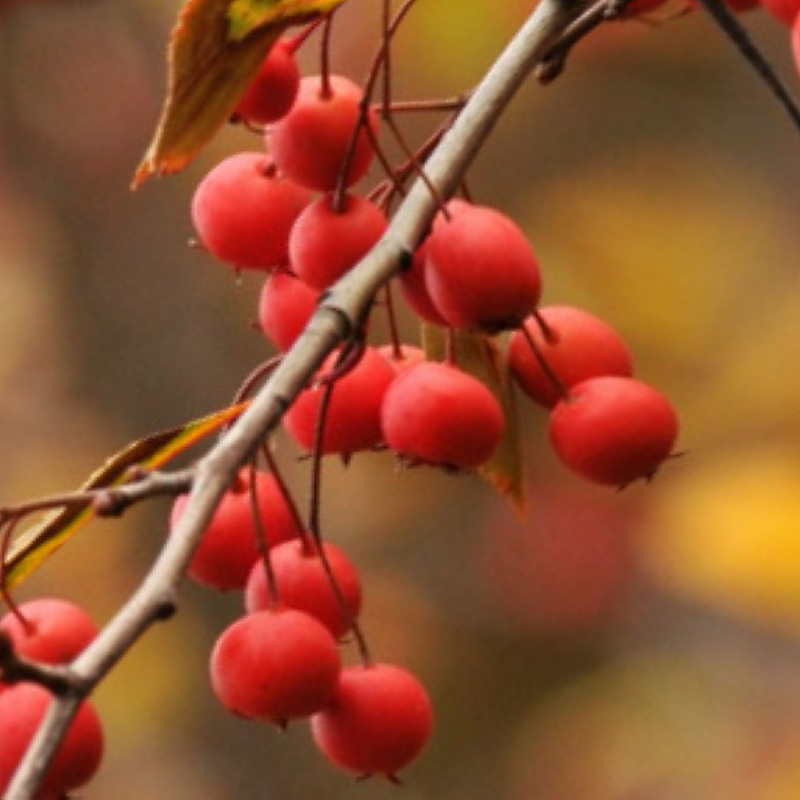Crataegus viridis 'Winter King' Crataegus viridis 'Winter King'