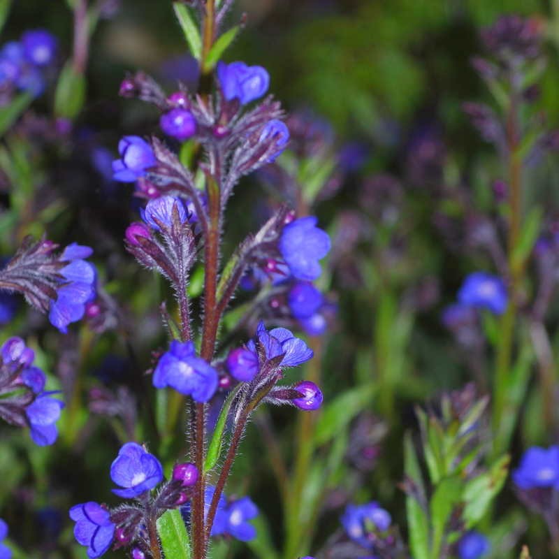 Anchusa azurea 'Loddon Royalist' Anchusa azurea 'Loddon Royalist'