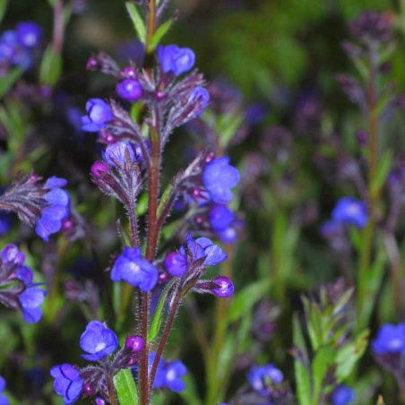 Anchusa azurea 'Loddon Royalist'