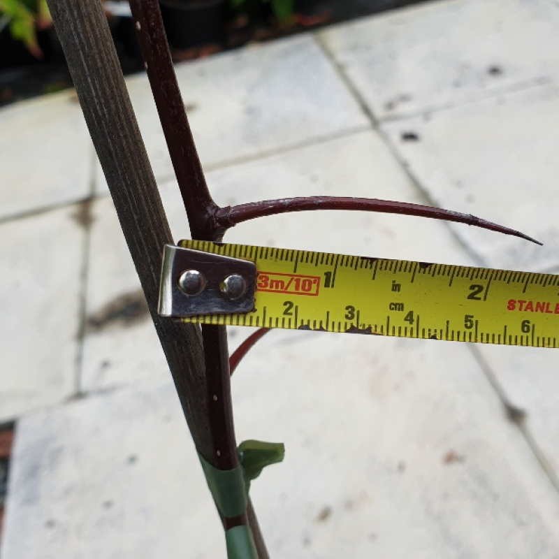 Crataegus succulenta 'Long Thorn' Crataegus succulenta 'Long Thorn'