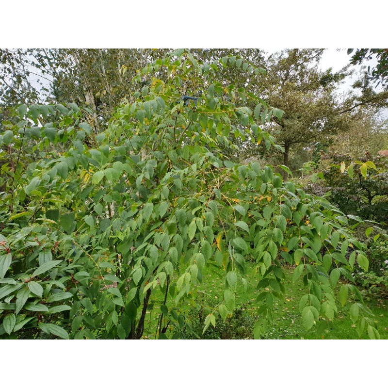 Decaisnea fargesii - growing as a shrub