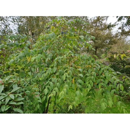 Decaisnea fargesii - growing as a shrub Decaisnea fargesii - growing as a shrub