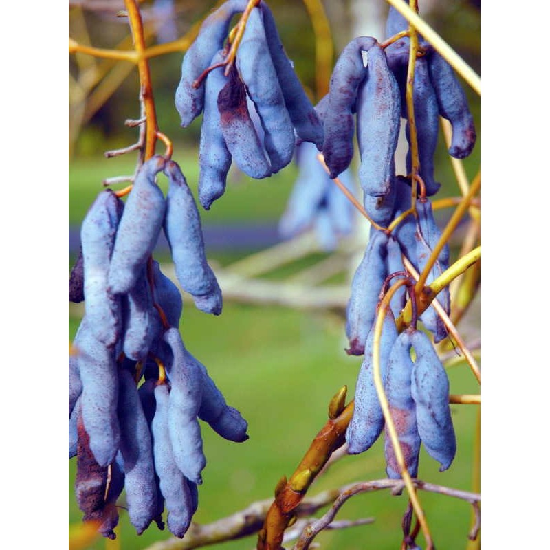 Decaisnea fargesii - blue fruit in autumn