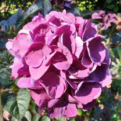 Hydrangea macrophylla 'Merveille Sanguine'