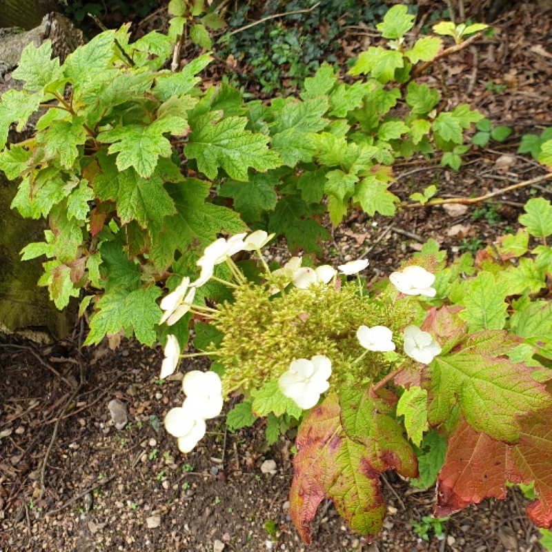 Hydrangea quercifolia 'Amethyst'