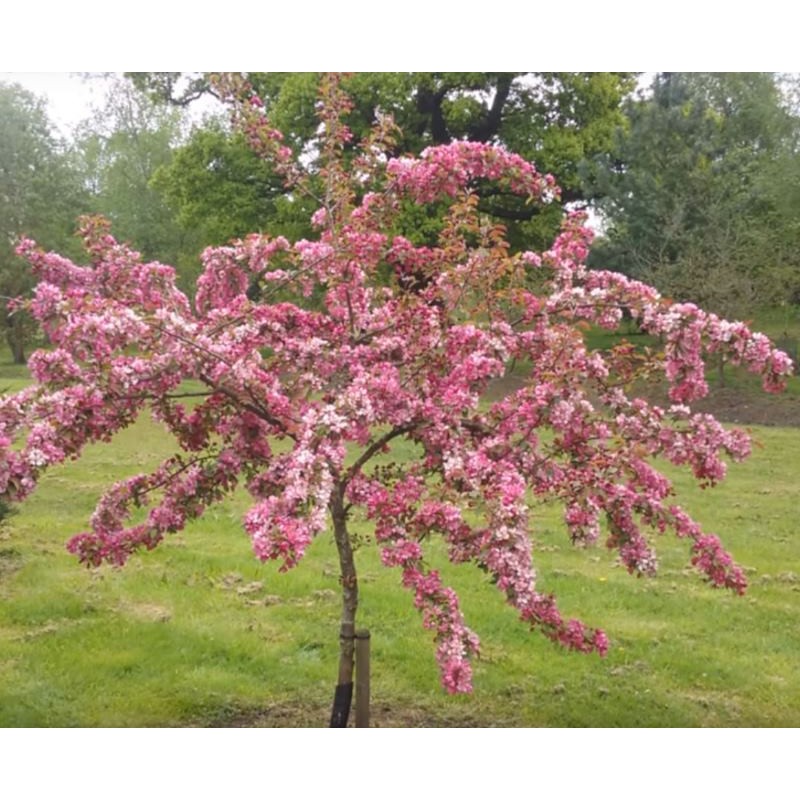 Malus 'Indian Magic'