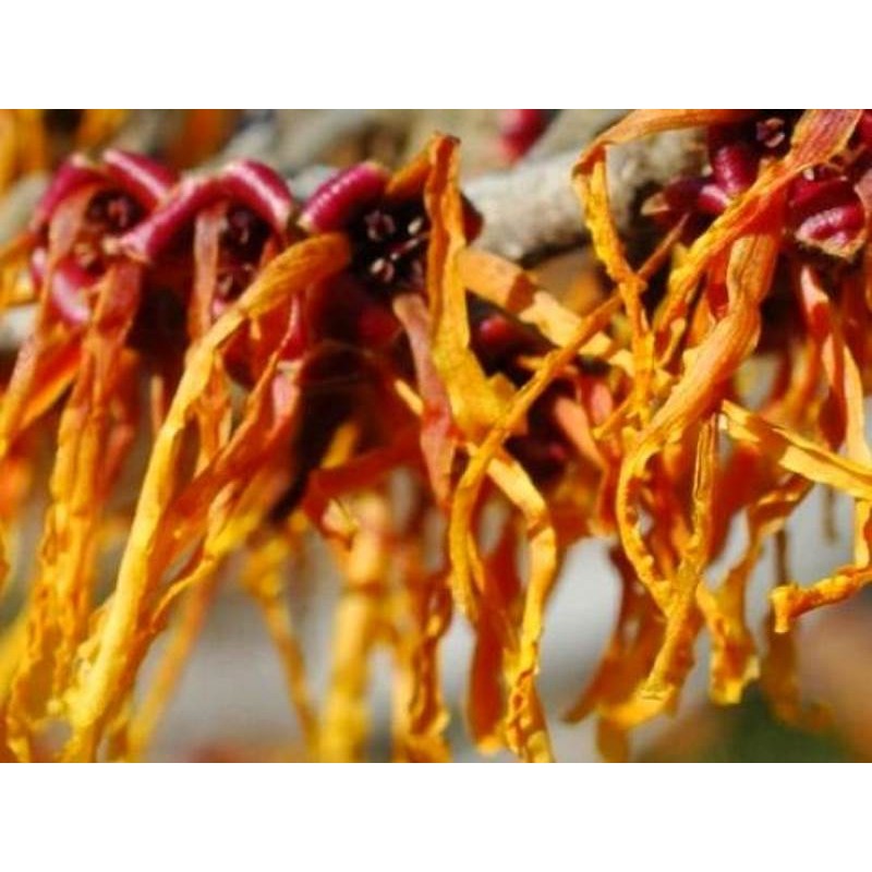 Hamamelis x intermedia 'Orange Beauty' Hamamelis x intermedia 'Orange Beauty'