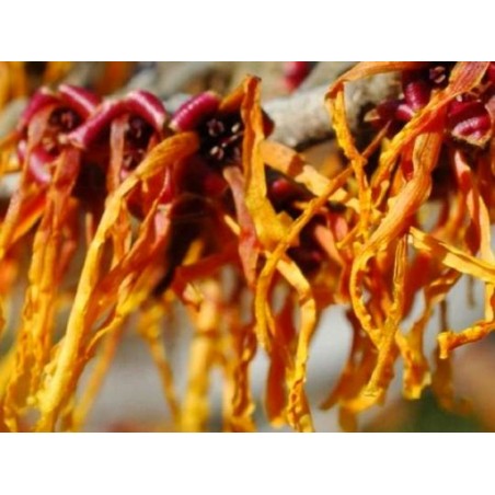 Hamamelis x intermedia 'Orange Beauty'