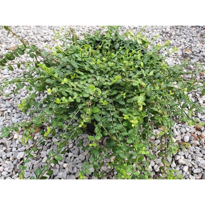 Euonymus fortunei 'Kewensis' Euonymus fortunei 'Kewensis'