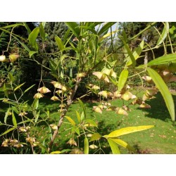 Euonymus clivicola var rongchuensis