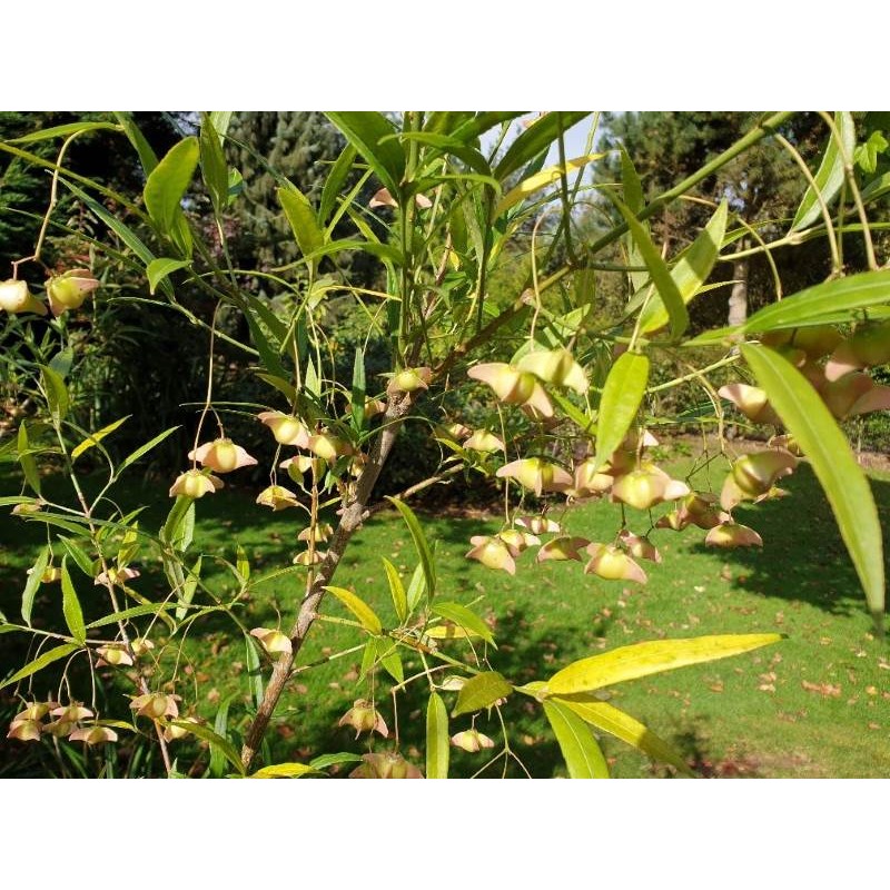 Euonymus clivicola var rongchuensis Euonymus clivicola var rongchuensis
