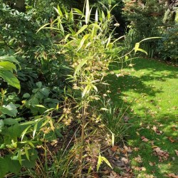 Euonymus clivicola var rongchuensis