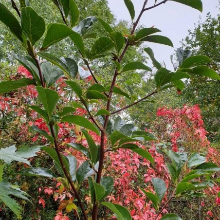 Magnolia 'Pegasus'