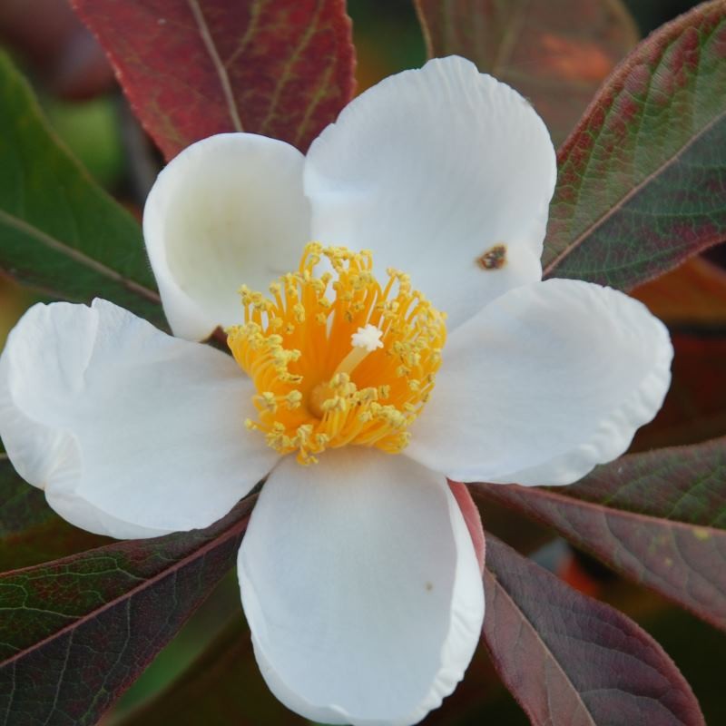 Franklinia alatamaha