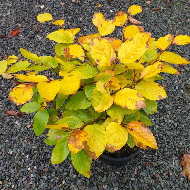 Fagus sylvatica 'Fruticosa' Fagus sylvatica 'Fruticosa'