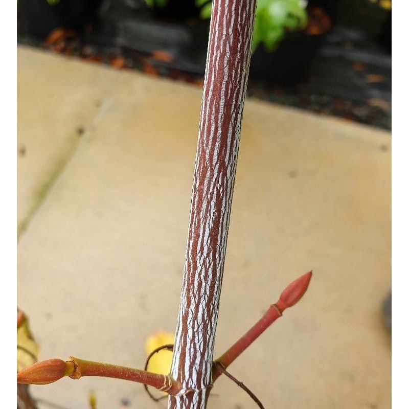 Acer x conspicuum 'Silver Vein' Acer x conspicuum 'Silver Vein'