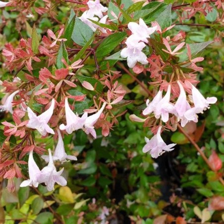 Abelia x grandiflora