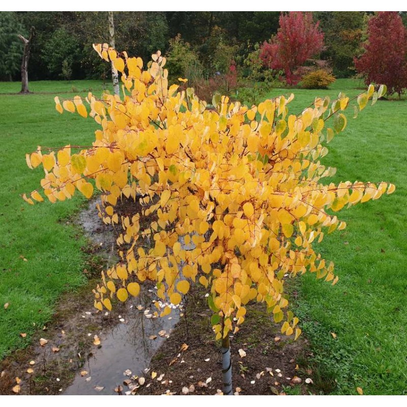 Cercidiphyllum japonicum 'Glowball'