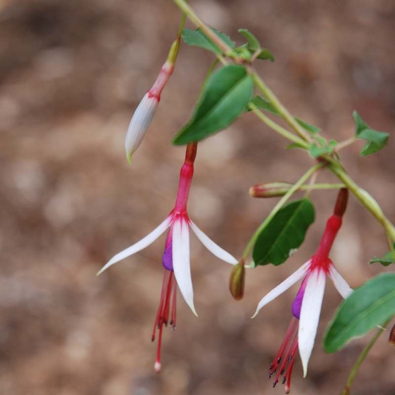 Fuchsia magellanica 'Lady Bacon'