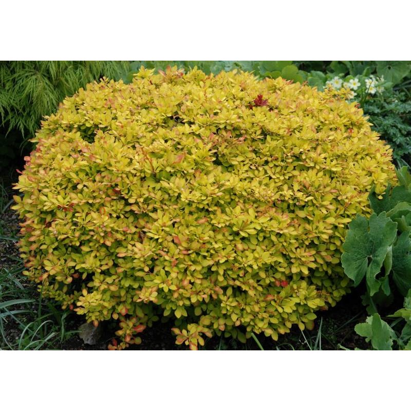 Berberis thunbergii 'Aurea' Berberis thunbergii 'Aurea'