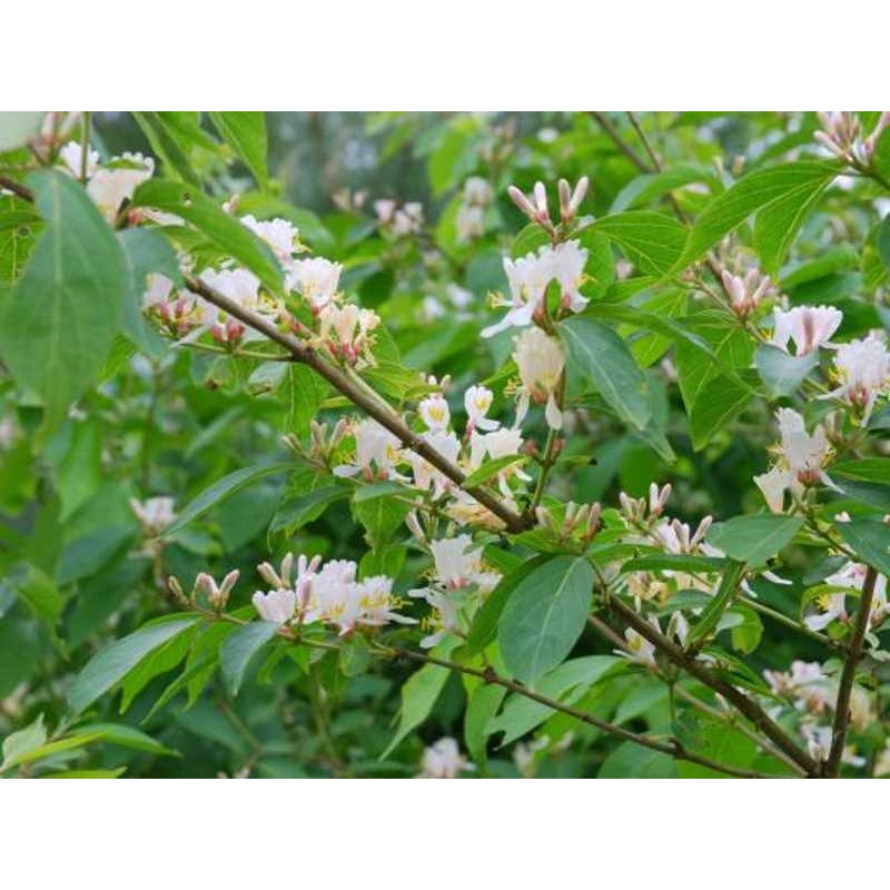 Lonicera maackii - summer flowers Lonicera maackii - summer flowers
