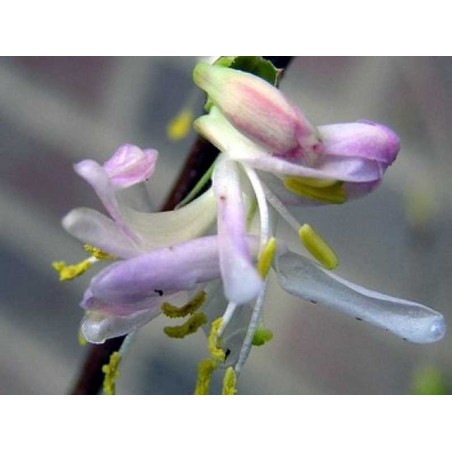 Lonicera standishii 'Budapest' - winter flowers