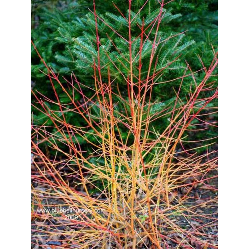 Cornus sanguinea 'Midwinter Fire'