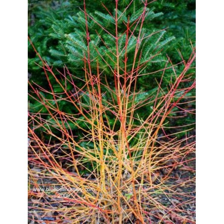 Cornus sanguinea 'Midwinter Fire' Cornus sanguinea 'Midwinter Fire'