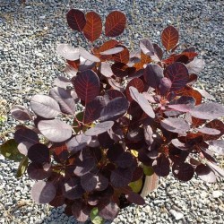 Cotinus coggygria 'Lilla'