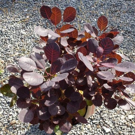 Cotinus coggygria 'Lilla' Cotinus coggygria 'Lilla'