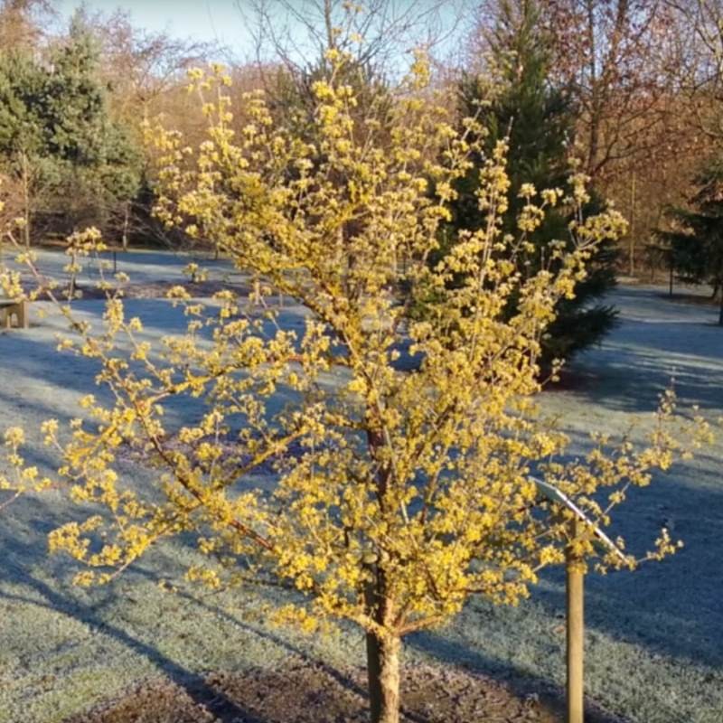 Cornus officinalis - winter flower display